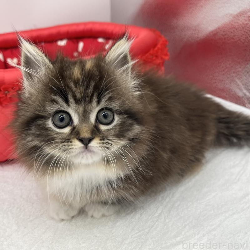 販売中の愛知県のマンチカン(短足)-134994の1枚目