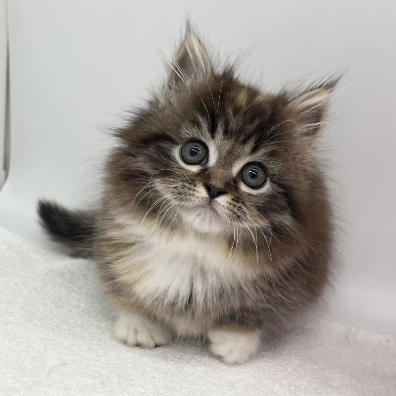 販売中の愛知県のマンチカン(短足)-134994の5枚目