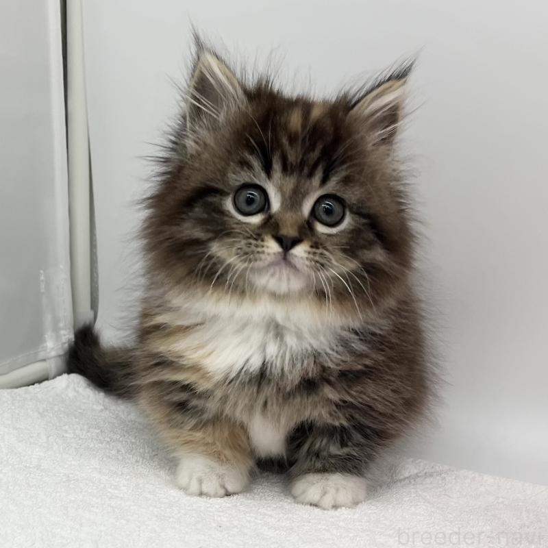 販売中の愛知県のマンチカン(短足)-134994の3枚目