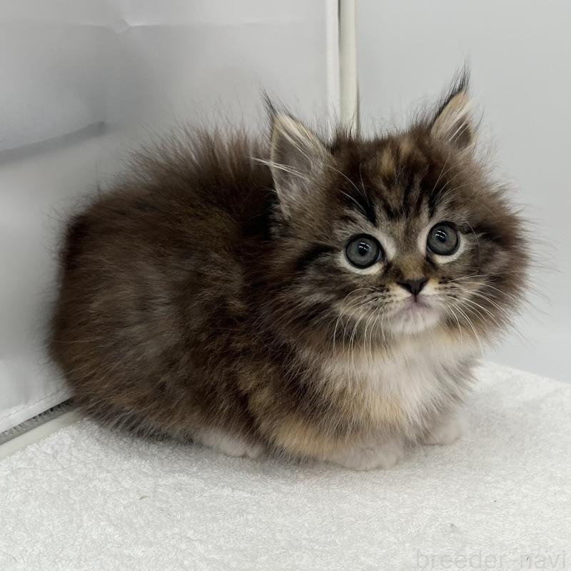 販売中の愛知県のマンチカン(短足)-134994の2枚目