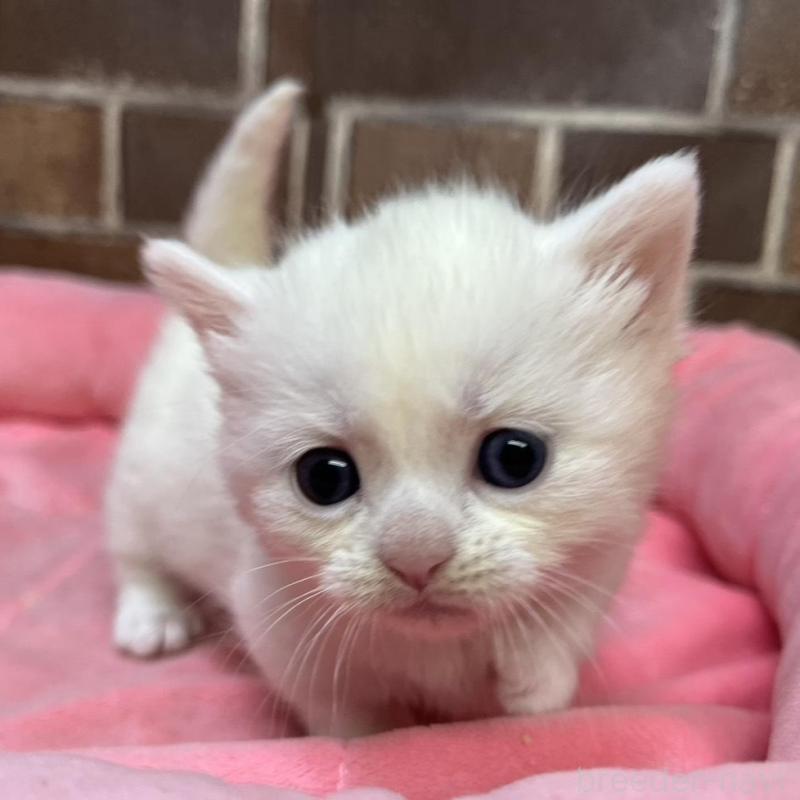 販売中の東京都のマンチカン(短足)-134995の9枚目