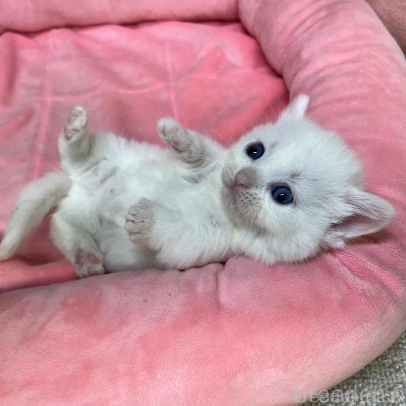 販売中の東京都のマンチカン(短足)-134995の8枚目