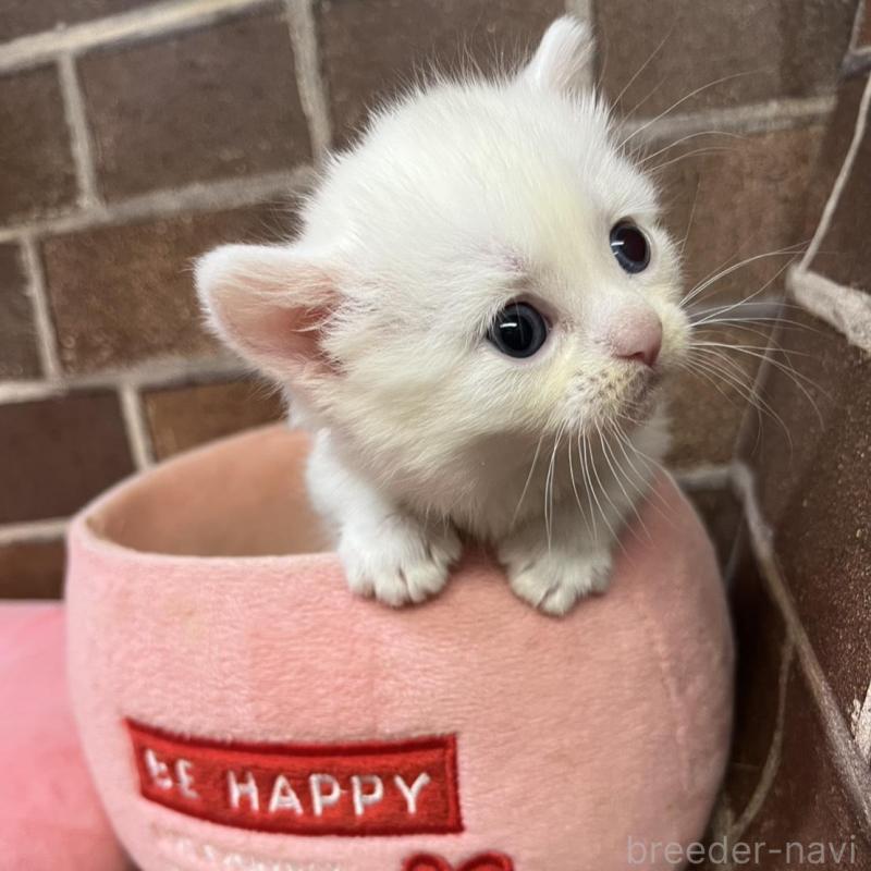 販売中の東京都のマンチカン(短足)-134995の7枚目