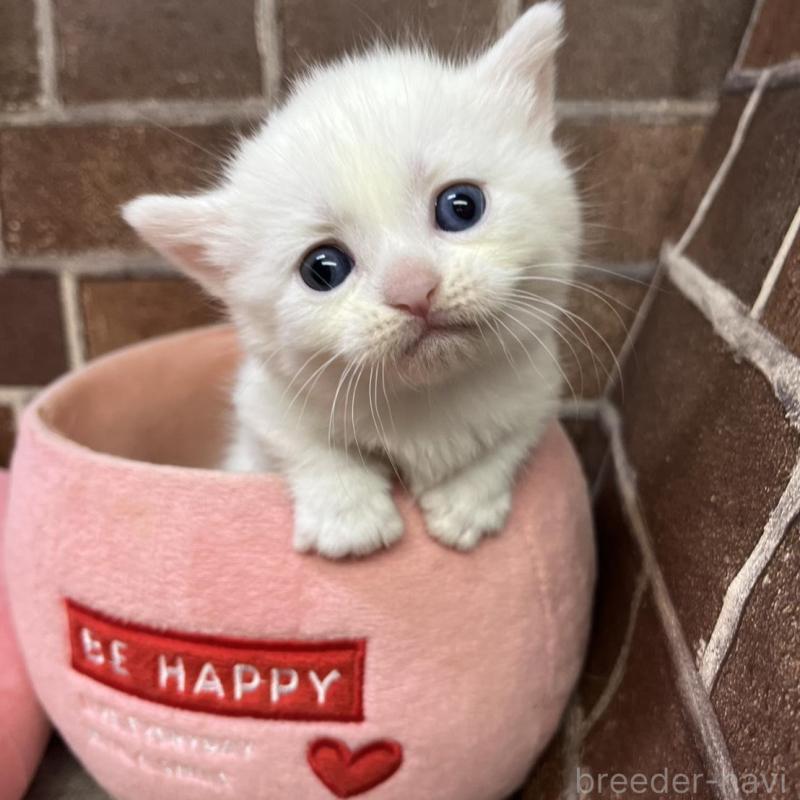 販売中の東京都のマンチカン(短足)-134995