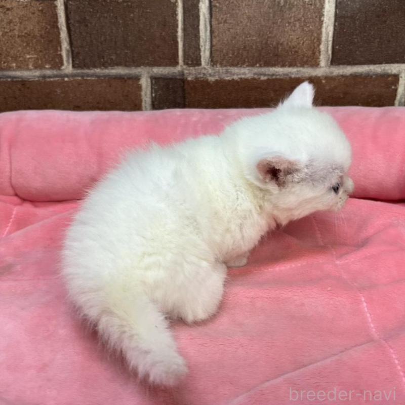 販売中の東京都のマンチカン(短足)-134995の5枚目