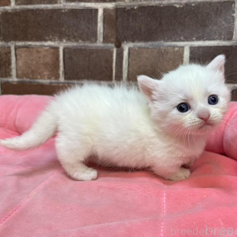 販売中の東京都のマンチカン(短足)-134995の4枚目