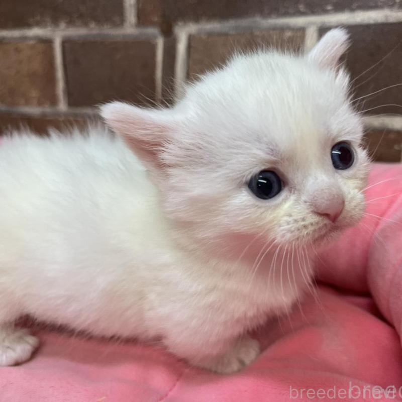 販売中の東京都のマンチカン(短足)-134995の3枚目