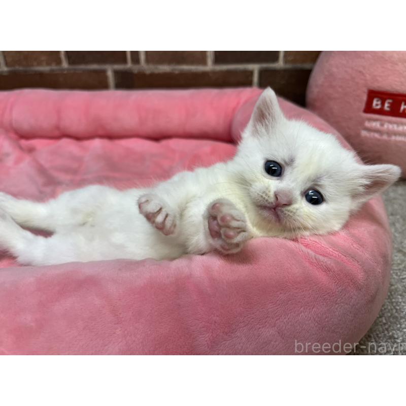 販売中の東京都のマンチカン-134997の8枚目