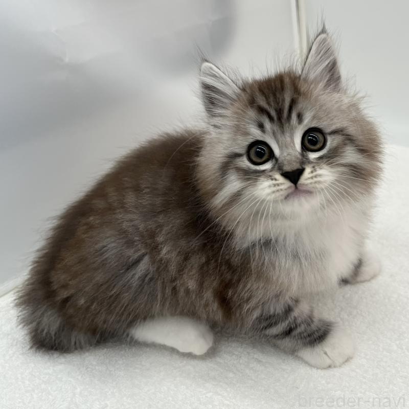 販売中の愛知県のマンチカン-134996の5枚目