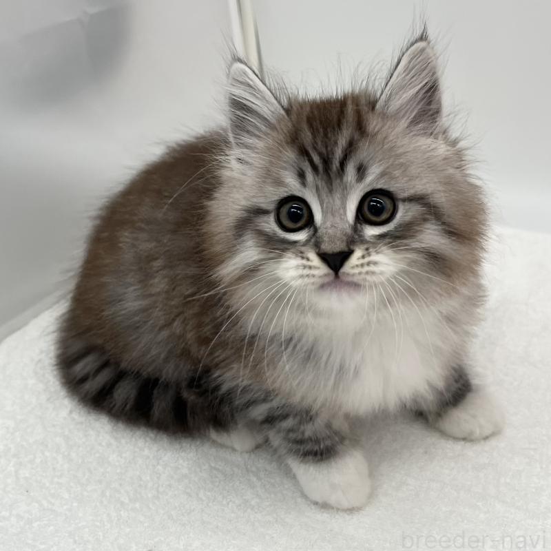 販売中の愛知県のマンチカン-134996の4枚目