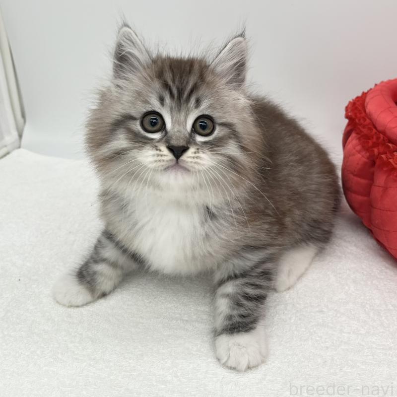 販売中の愛知県のマンチカン-134996の2枚目