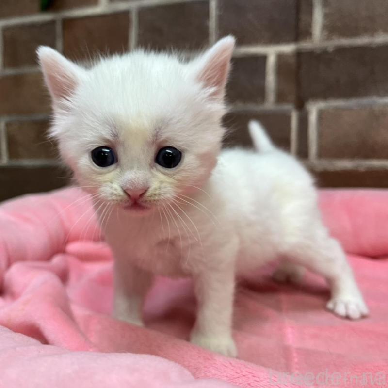 販売中の東京都のマンチカン-134997