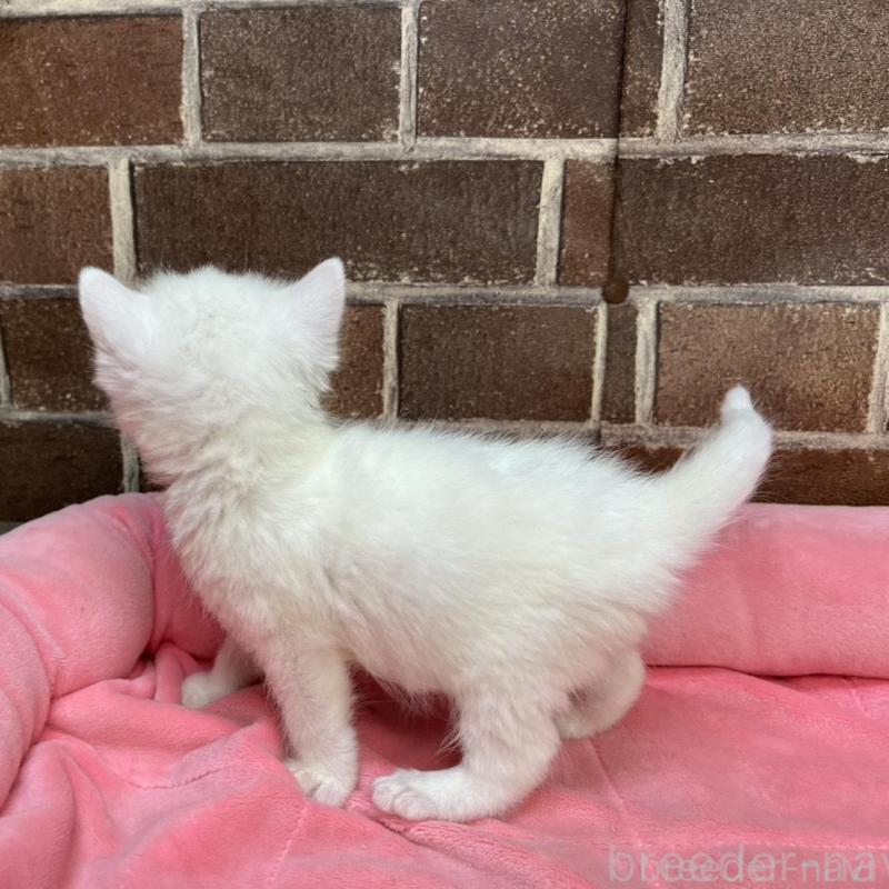 販売中の東京都のマンチカン-134997の5枚目