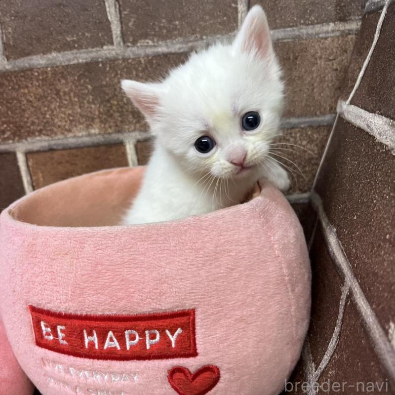 販売中の東京都のマンチカン-134997の4枚目