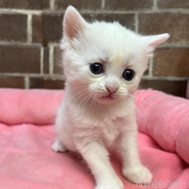 販売中の東京都のマンチカン-134997の3枚目