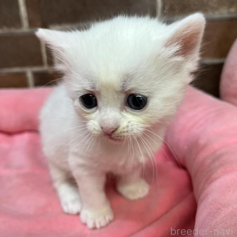 販売中の東京都のマンチカン-134997の2枚目