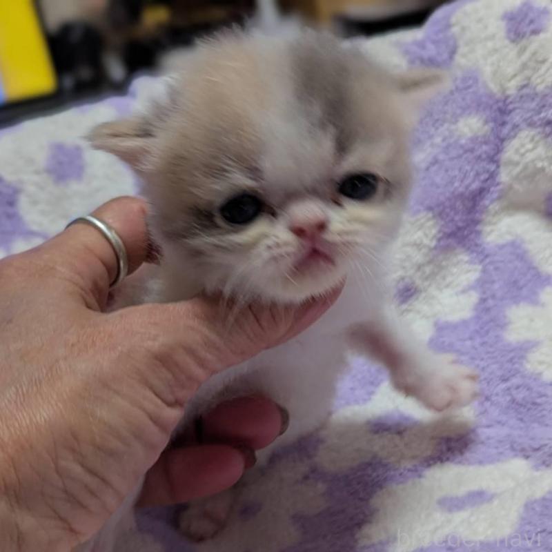 販売中の愛知県のエキゾチックショートヘア-134998の4枚目