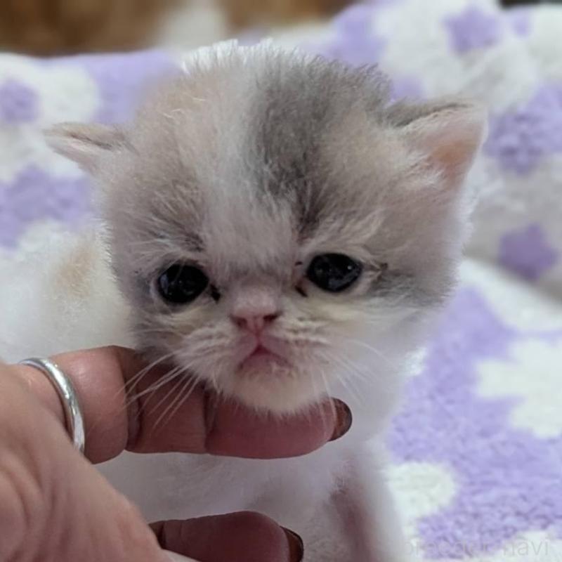 販売中の愛知県のエキゾチックショートヘア-134998の1枚目