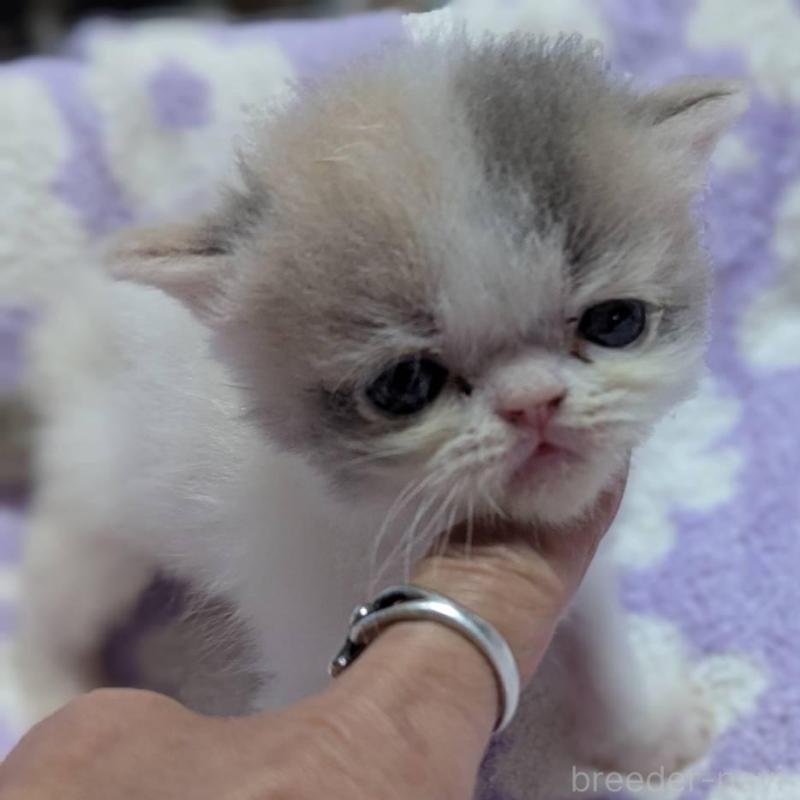 販売中の愛知県のエキゾチックショートヘア-134998の3枚目