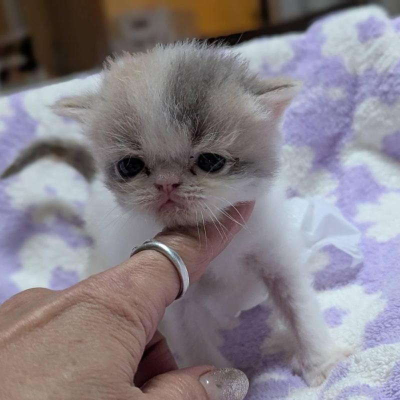 販売中の愛知県のエキゾチックショートヘア-134998の2枚目