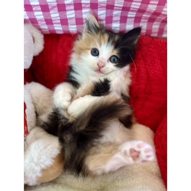 商談中の兵庫県のノルウェージャンフォレストキャット-134999の6枚目