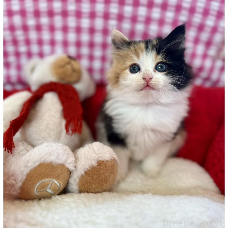 商談中の兵庫県のノルウェージャンフォレストキャット-134999の5枚目