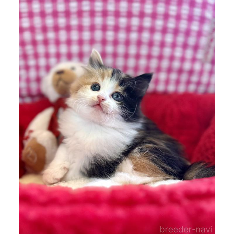 商談中の兵庫県のノルウェージャンフォレストキャット-134999の2枚目