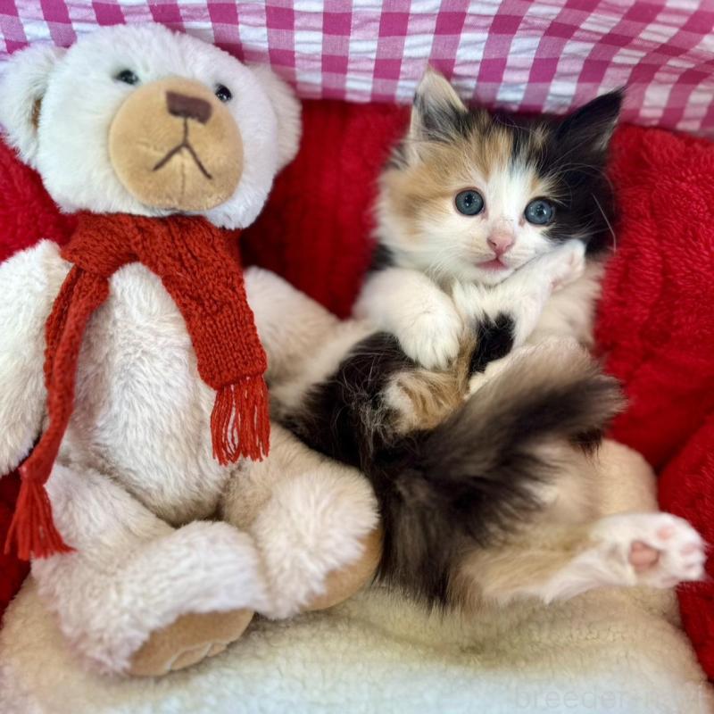 商談中の兵庫県のノルウェージャンフォレストキャット-134999の1枚目