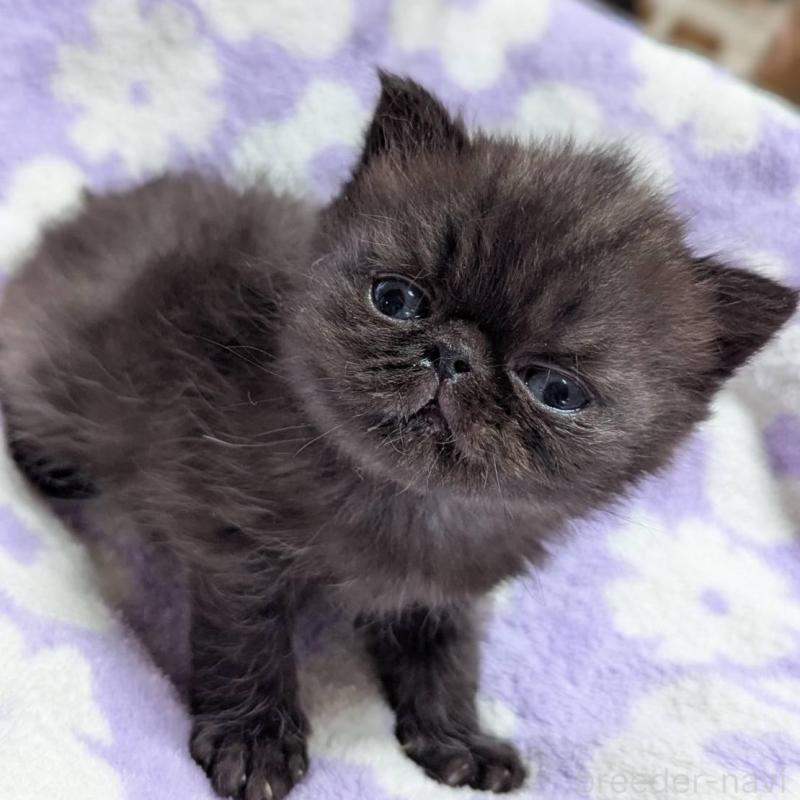 販売中の愛知県のエキゾチックショートヘア-135000の4枚目