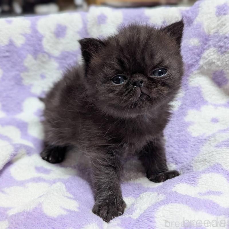 販売中の愛知県のエキゾチックショートヘア-135000の3枚目