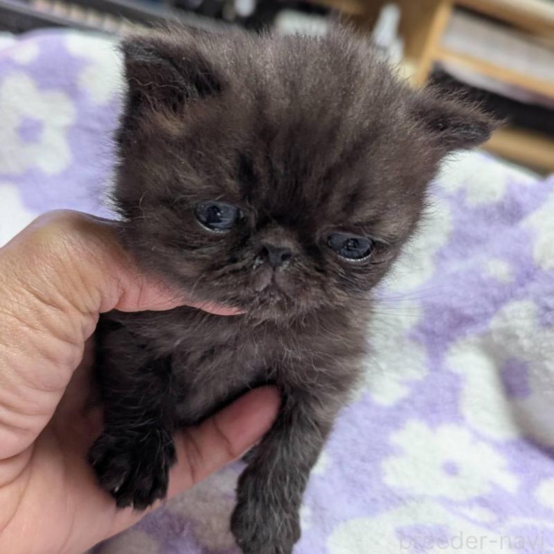 販売中の愛知県のエキゾチックショートヘア-135000の2枚目