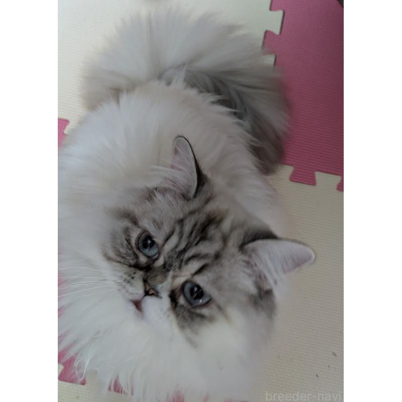 商談中の大阪府のミヌエット-81309の6枚目