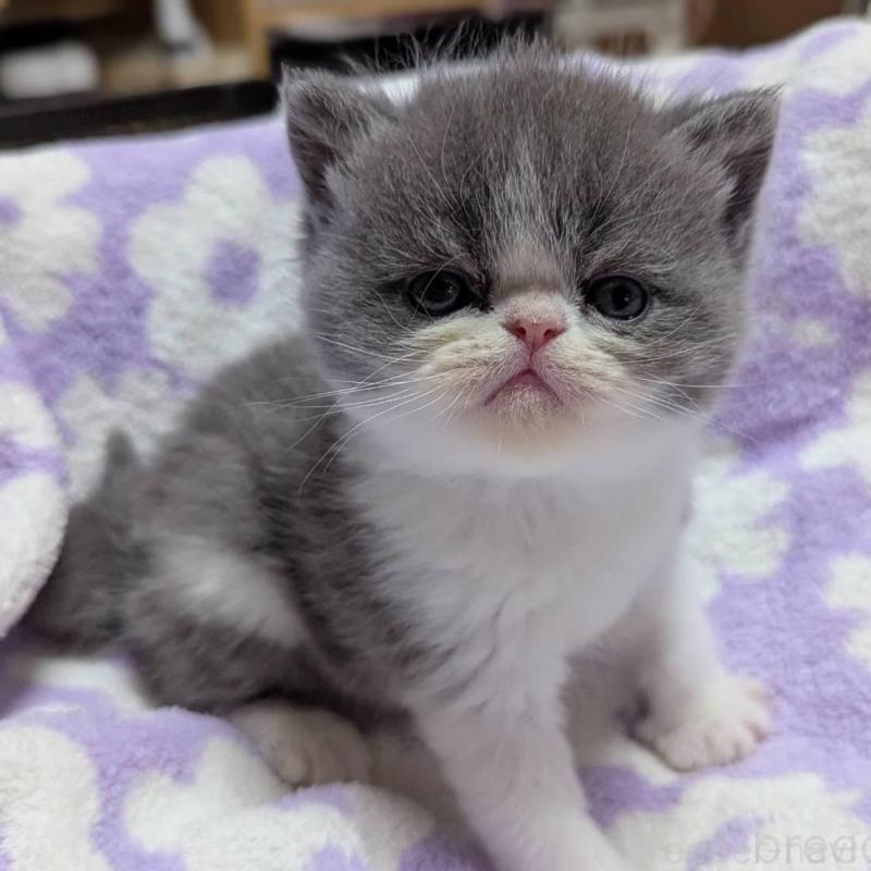 販売中の愛知県のエキゾチックショートヘア-135001