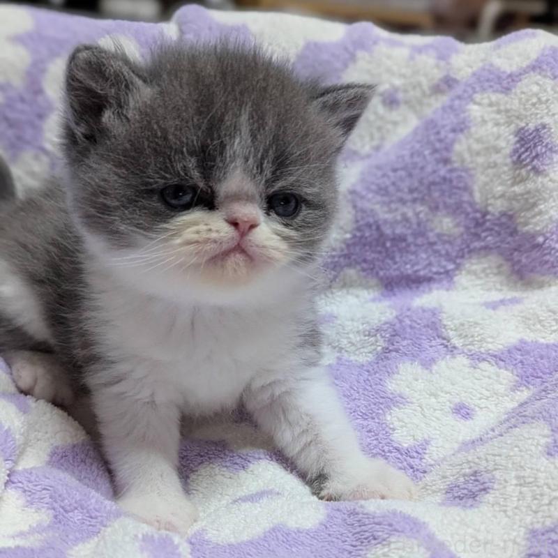 販売中の愛知県のエキゾチックショートヘア-135001の4枚目