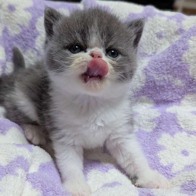 販売中の愛知県のエキゾチックショートヘア-135001の3枚目