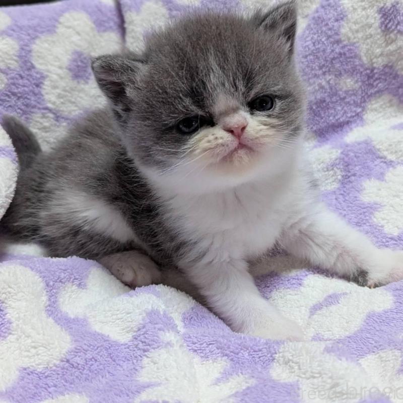 販売中の愛知県のエキゾチックショートヘア-135001の2枚目