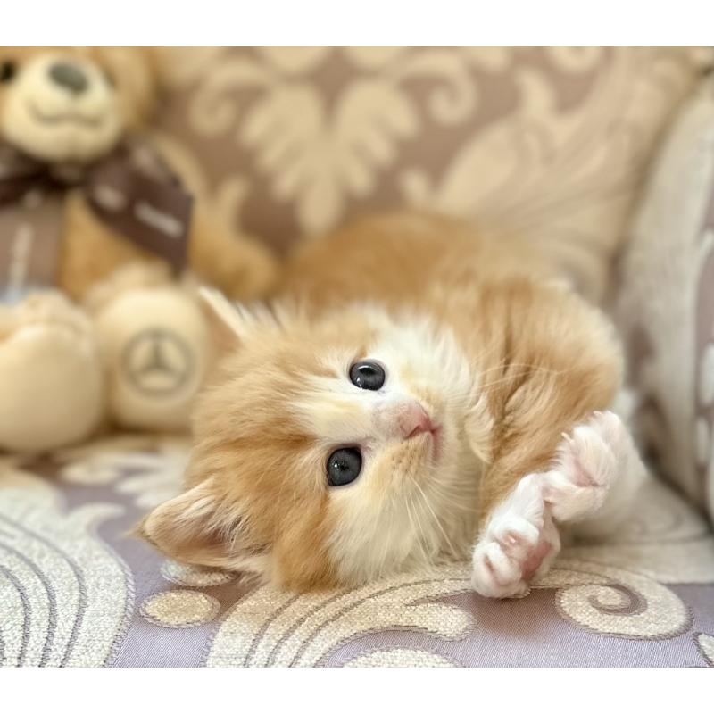 販売中の兵庫県のノルウェージャンフォレストキャット-135002の6枚目