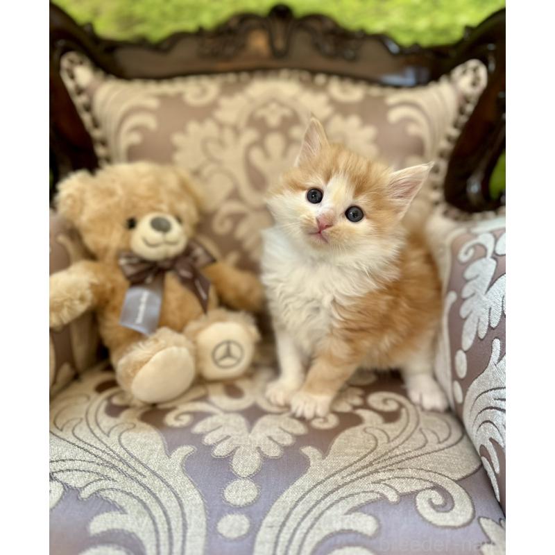 販売中の兵庫県のノルウェージャンフォレストキャット-135002の5枚目