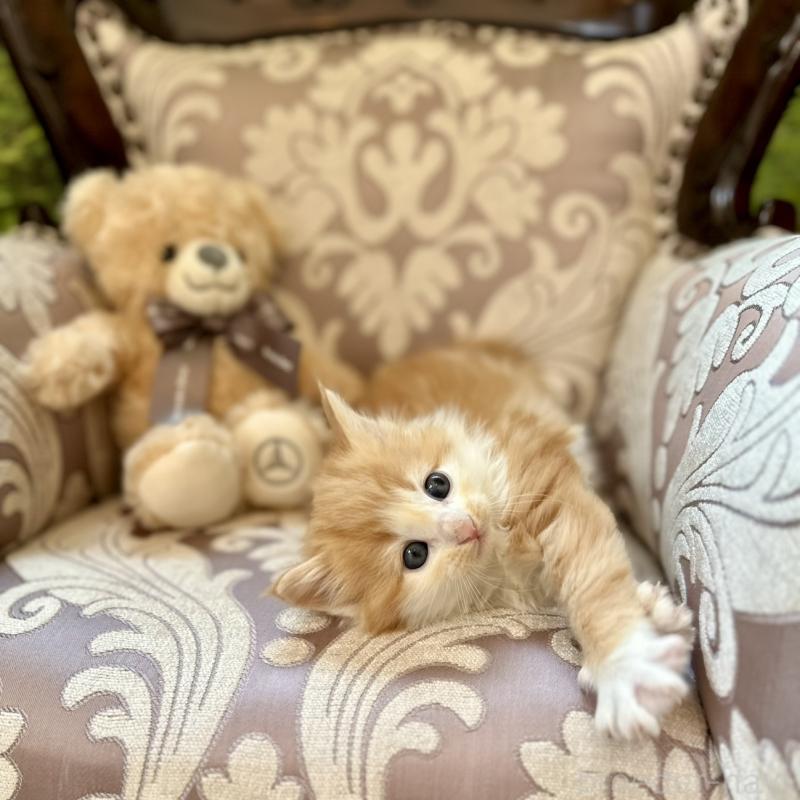 販売中の兵庫県のノルウェージャンフォレストキャット-135002の3枚目