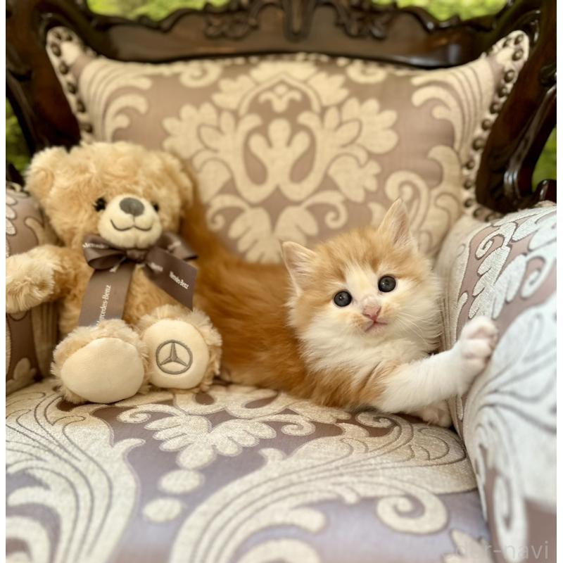 販売中の兵庫県のノルウェージャンフォレストキャット-135002の2枚目