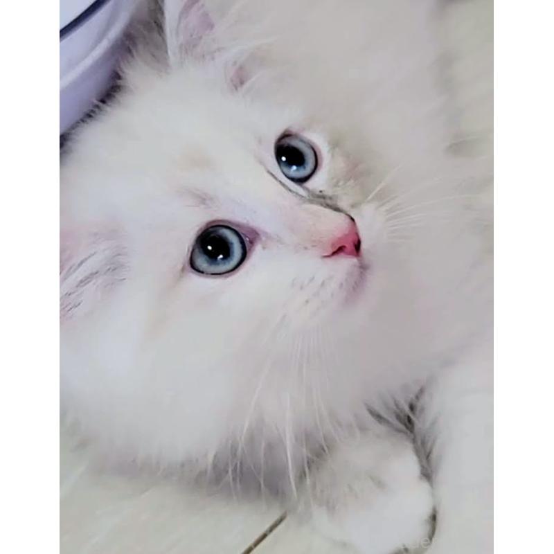 ルチアちゃん1枚目