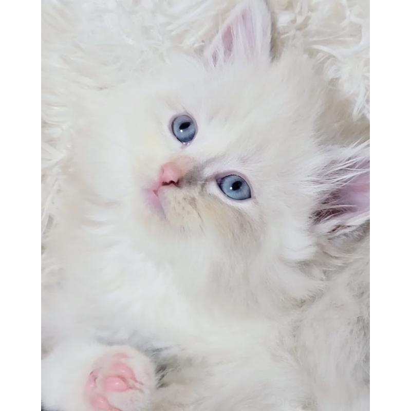 ルチアちゃん1枚目