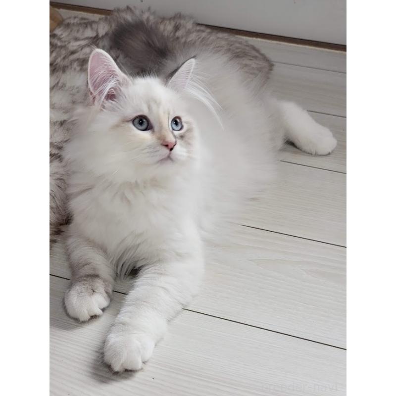 ルチアちゃん1枚目