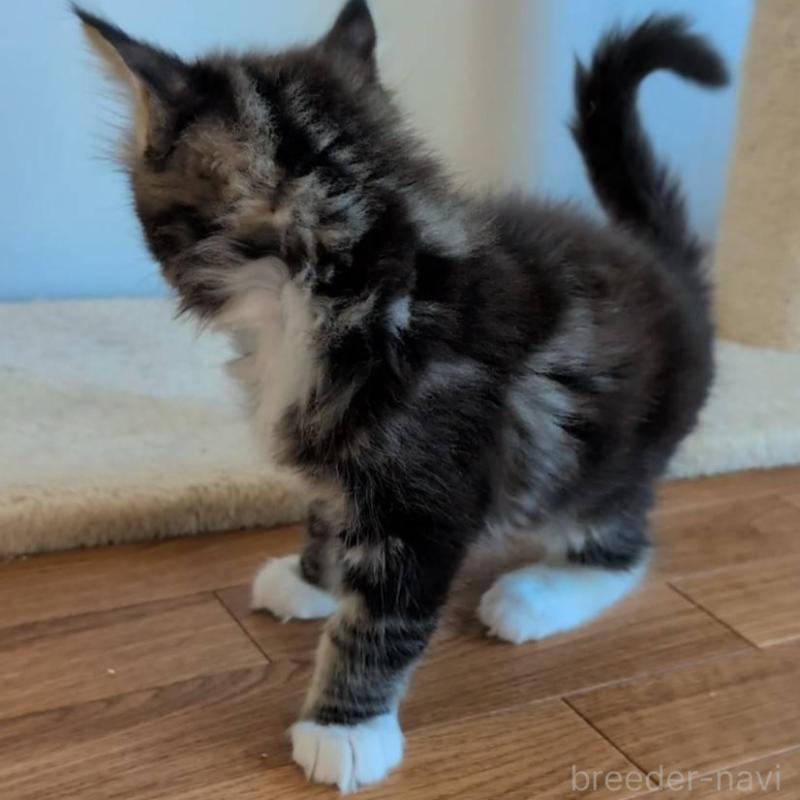 販売中の岡山県のメインクーン-135004の4枚目