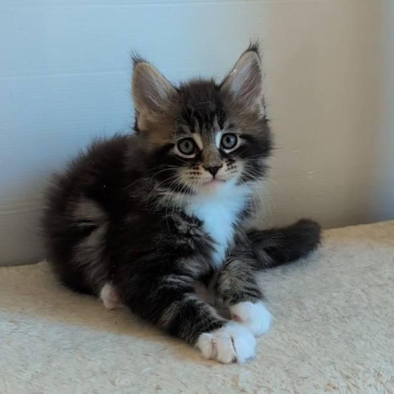 販売中の岡山県のメインクーン-135004