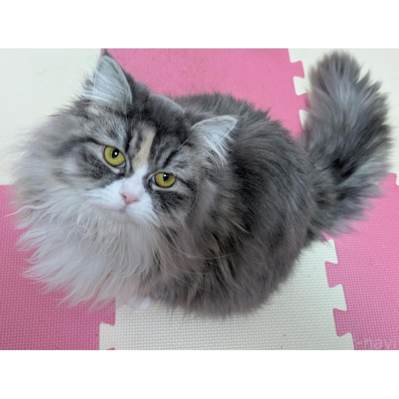 販売中の大阪府のミヌエット-134230