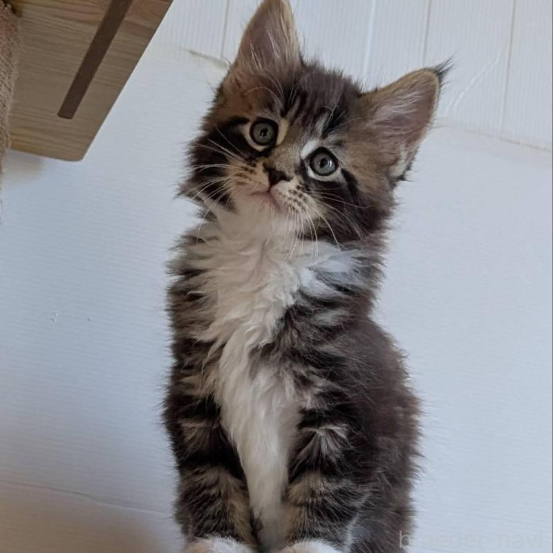 販売中の岡山県のメインクーン-135004の2枚目