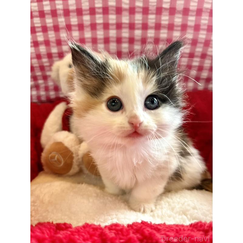 商談中の兵庫県のノルウェージャンフォレストキャット-135003の5枚目