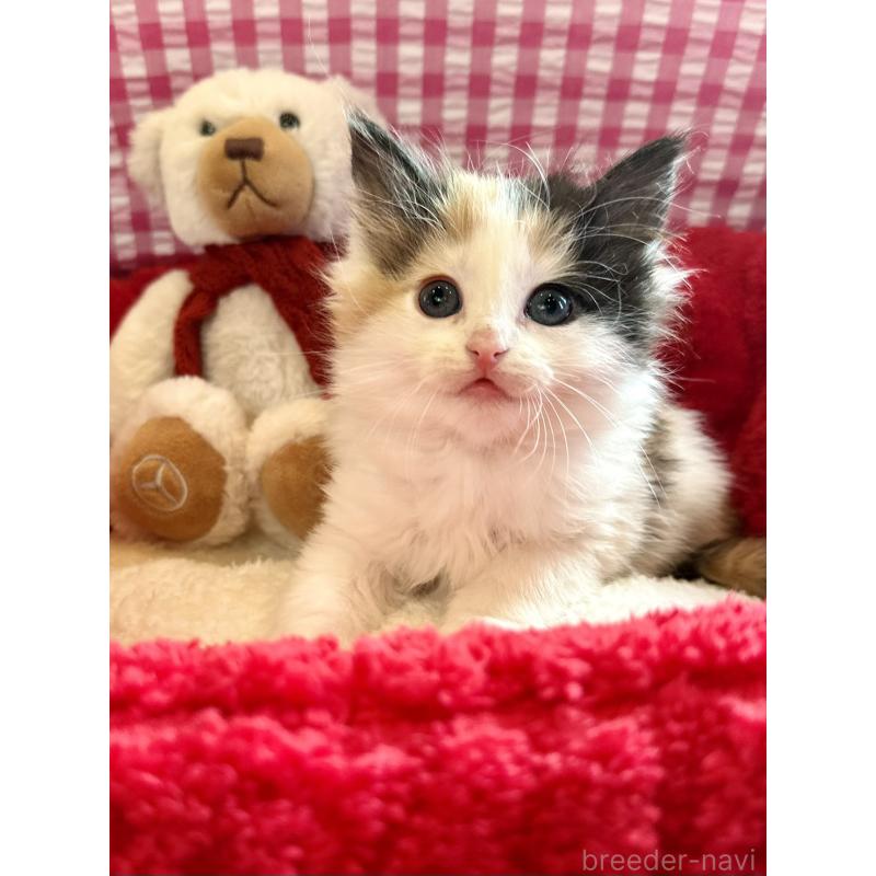 商談中の兵庫県のノルウェージャンフォレストキャット-135003の4枚目