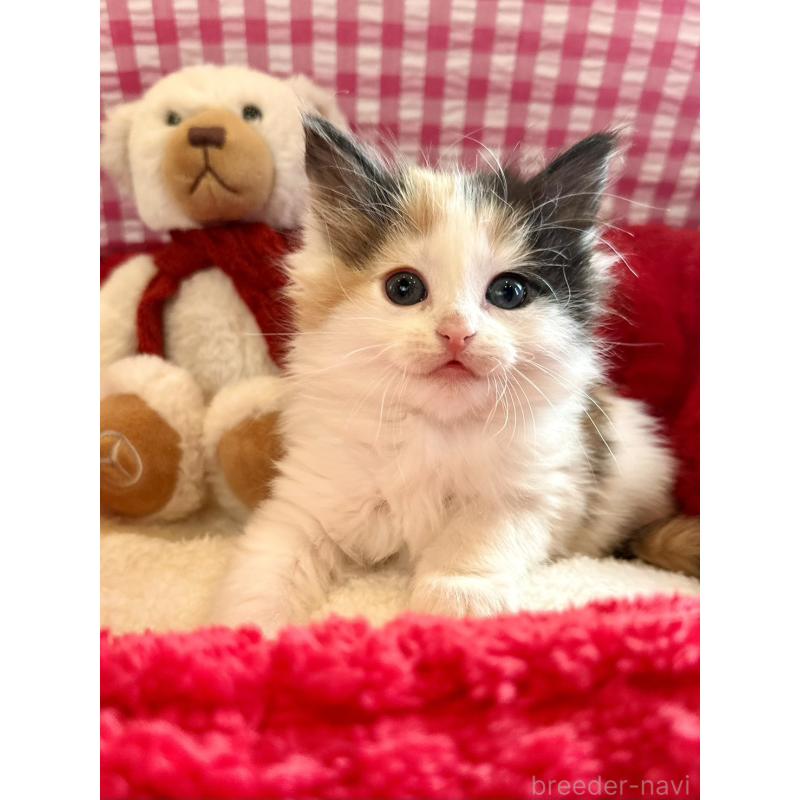 商談中の兵庫県のノルウェージャンフォレストキャット-135003の3枚目